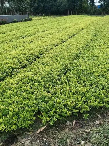 原画辨识度最好的游戏三国杀